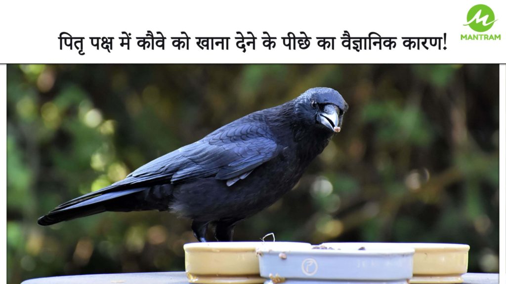 Feeding Crows During Shraad - Scientific Reason - SiddhMantram