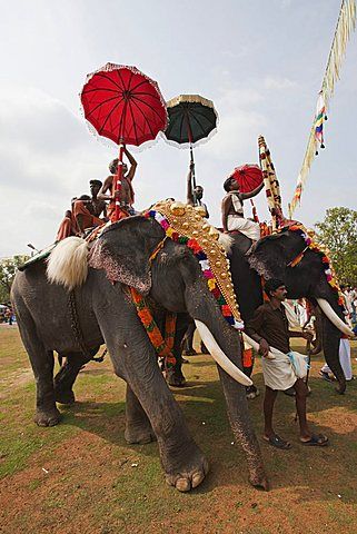 adoned elephants kerela 