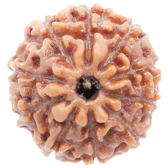 10 mukhi rudraksha