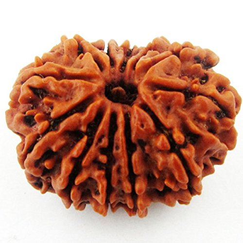 12 mukhi rudraksha