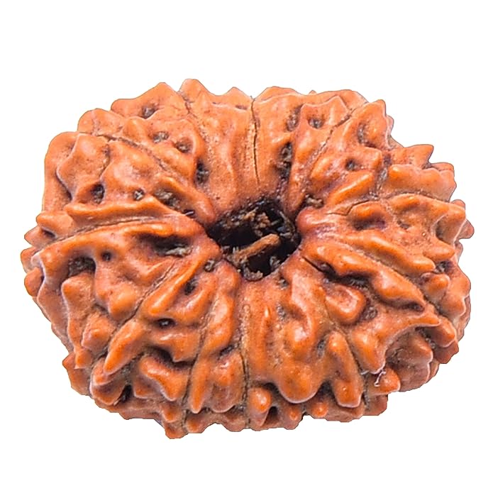 13 mukhi rudraksha