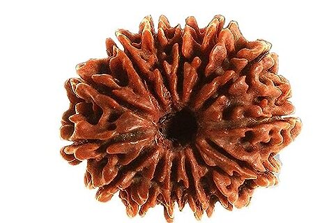 14 mukhi rudraksha