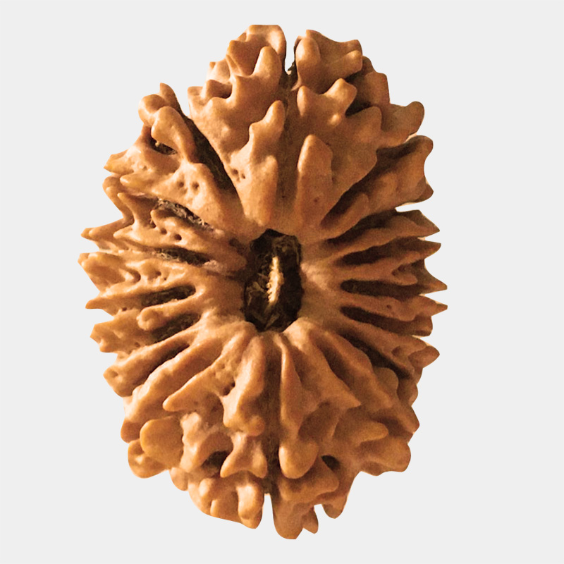 16 mukhi rudraksha