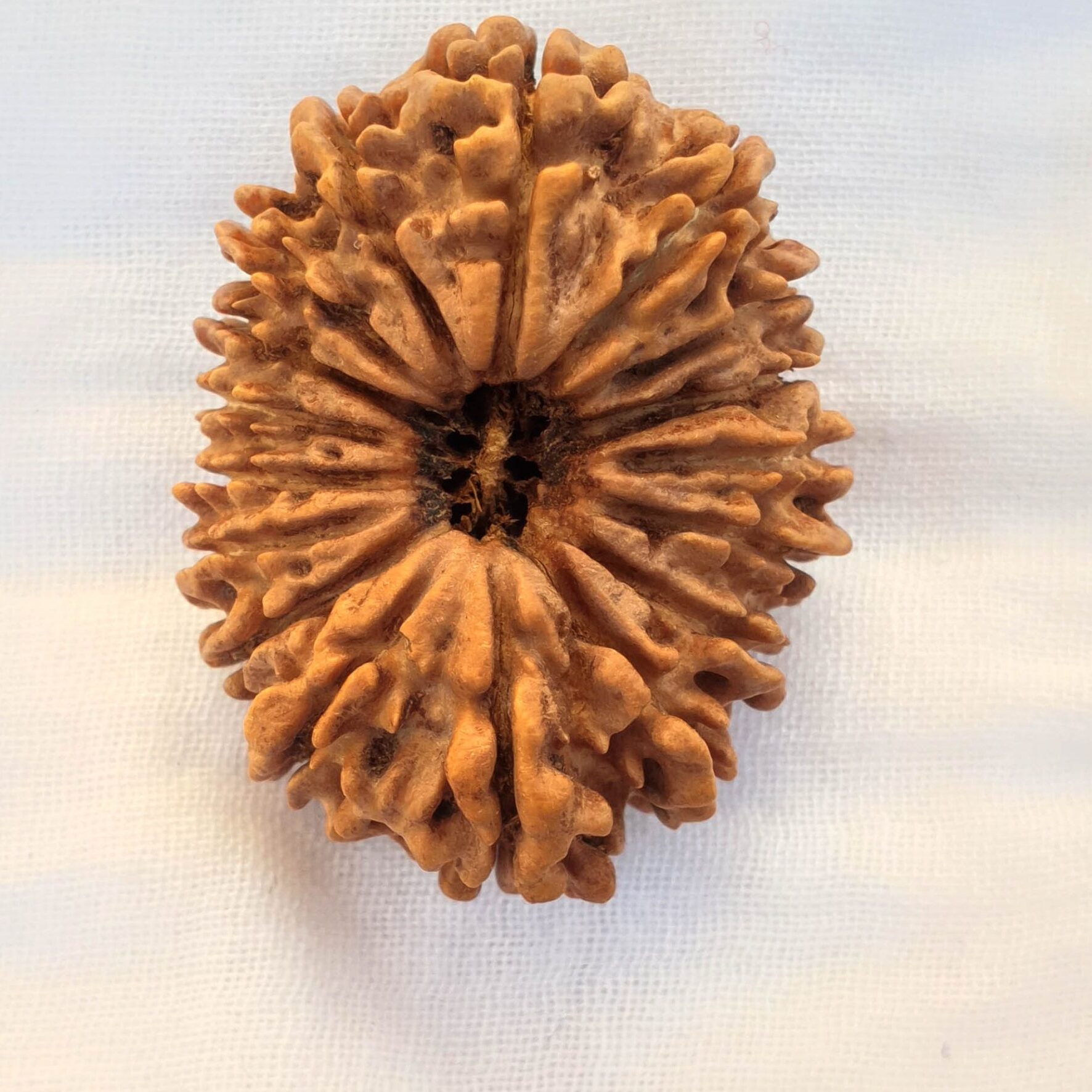 17 mukhi rudraksha