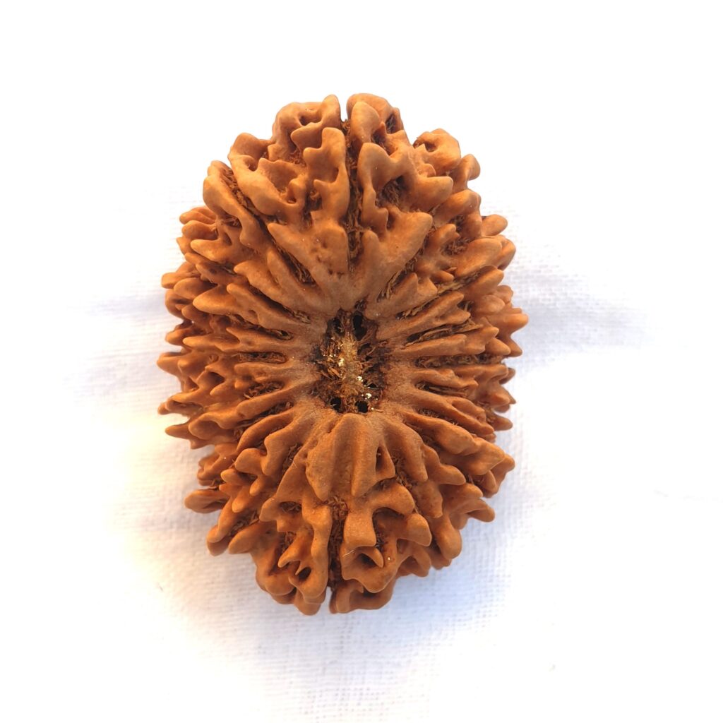 18 mukhi rudraksha