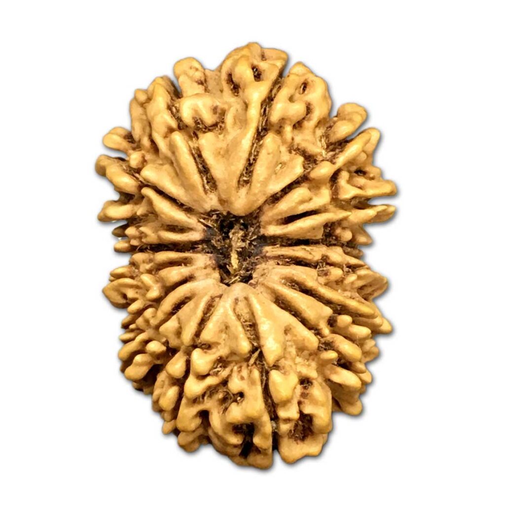 19 mukhi rudraksha