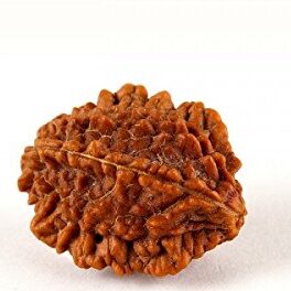 2 mukhi 