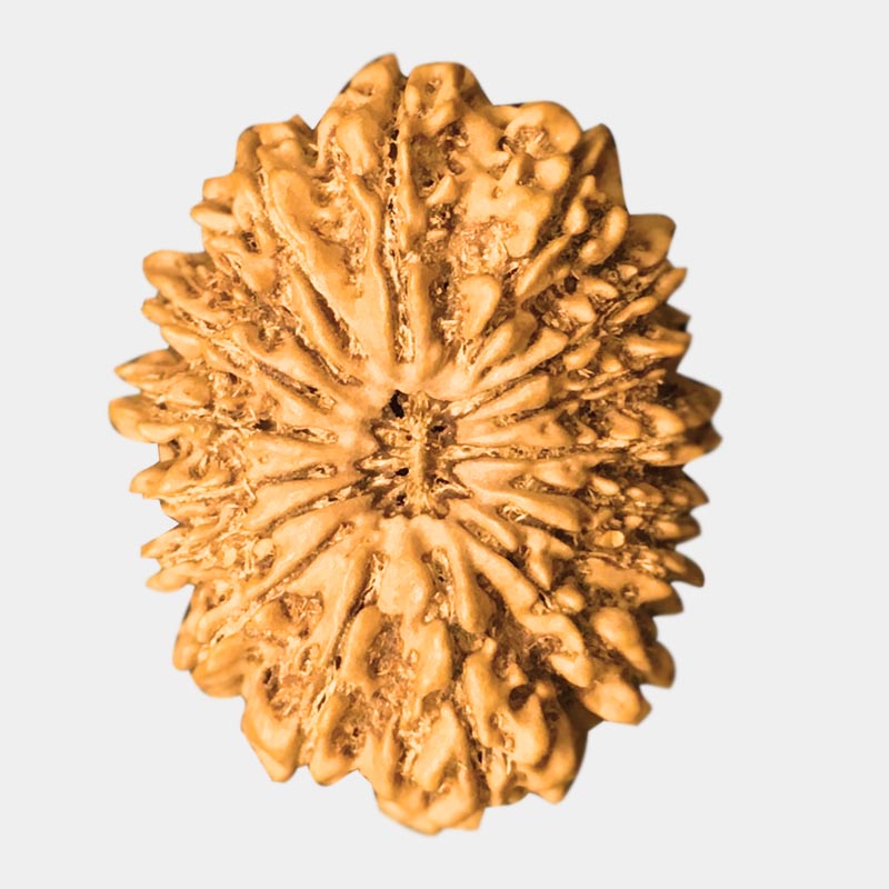 20 mukhi rudraksha