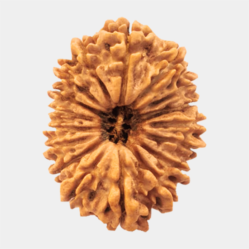 21 mukhi rudraksha