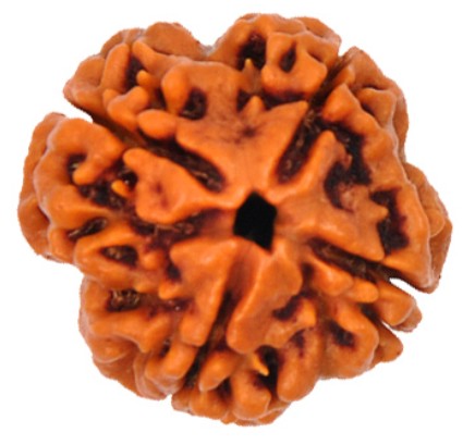 4 mukhi