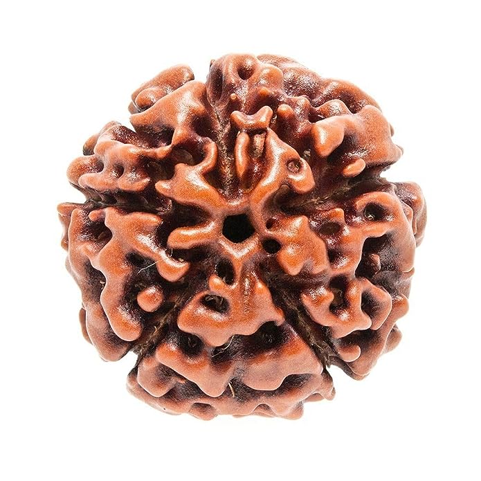 5 mukhi