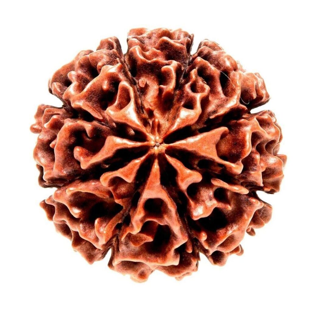 8 mukhi rudraksha