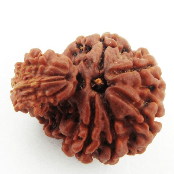 गर्भ गौरी रुद्राक्ष | Garbh Gauri Rudraksha