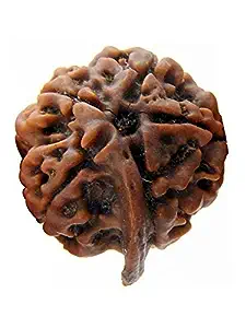 गणेश रुद्राक्ष | Ganesh Rudraksha